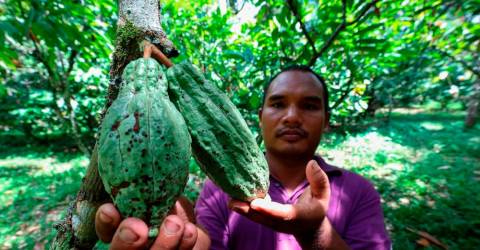 LKM: RM9.5m allocated for agricultural input assistance to cocoa farmers next year