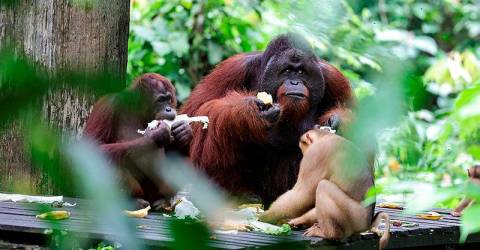 Perdagangan haram hidupan liar: Thailand hantar balik tiga orang utan ke Indonesia