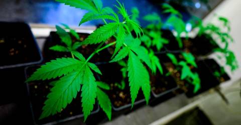 Die deutsche Opposition sagt: Wir werden die Legalisierung von Cannabis abschaffen