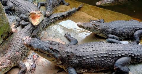 Sabah crocodile population believed to be at healthy level - Zoologist