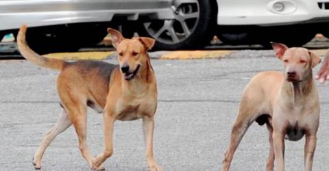 All dog-bite victims in Sarawak stable: MOH