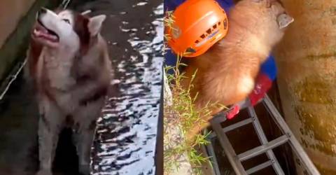 Husky rescued from 1.5m-deep drain by patient APM