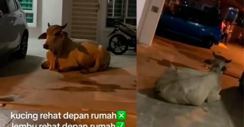 Malaysian family gets surprise visitor: A cow in their driveway