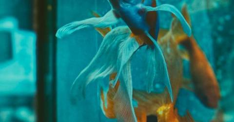 Things to consider before setting up aquarium in home