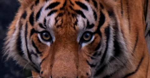 Perak Perhilitan confirms tiger presence in Kg Orang Asli Tonggang, GOF Ulu Kinta camp