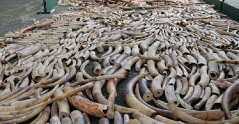 Philippine Catholic leaders urged to reject ivory