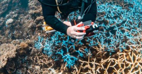 Unprecedented mass bleaching drains life from Australian reef