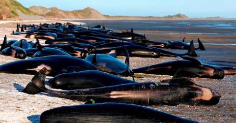 Pod of more than 50 pilot whales dies after mass stranding on Scottish  beach