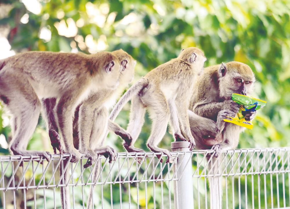 Chong urged the public not to act on their own when faced with human-wildlife conflicts but to contact the authorities. – AMIRUL SYAFIQ/THESUN