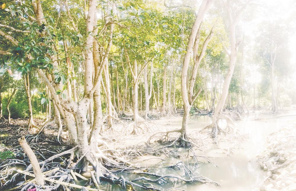 Behara said collaboration among corporate sectors, government agencies and research institutions is needed to ensure long-term monitoring of mangrove ecosystems. – MASRY CHE ANI/THESUN