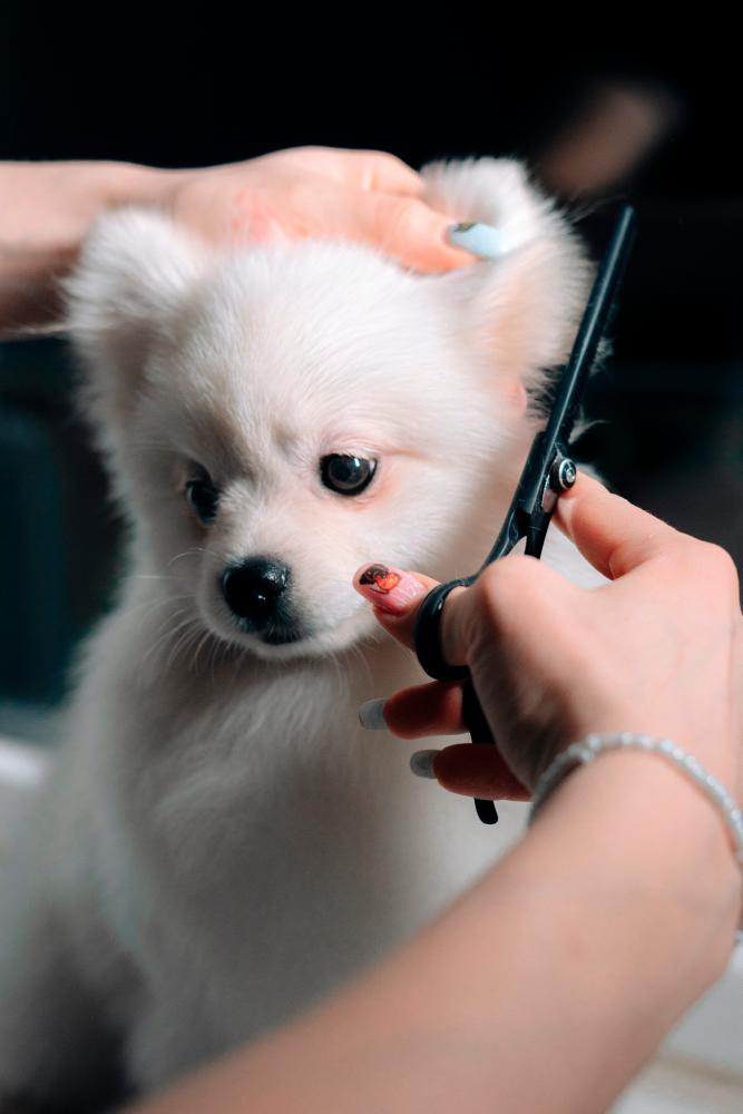 $!Being well-prepared with pet essentials creates a welcoming environment for your new companion.
