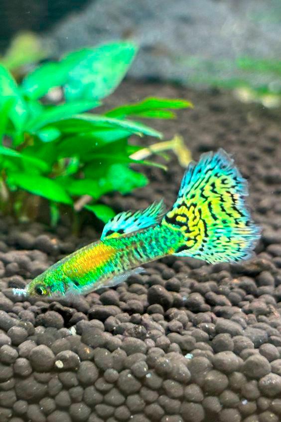 $!Guppy is a small fish that is ideal for beginners due to their easy care and breeding. – PINTERESTPIC