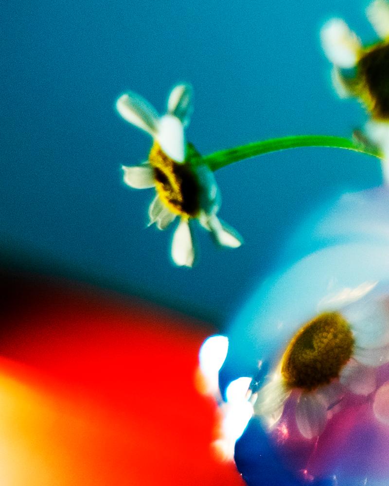 Using agar-agar with flowers. $!Using agar-agar with flowers.