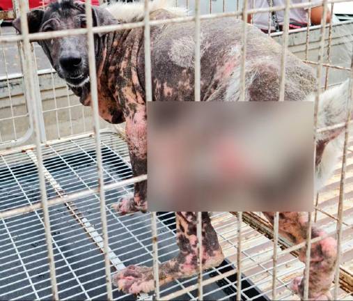 A past case where the dog was eventually rescued but died later from its injuries after being confined for years in a small cage. - Pic by concerned citizen