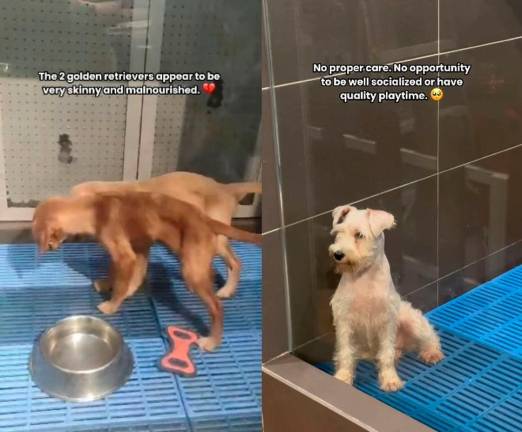 Credit: myforeverdoggo/IG