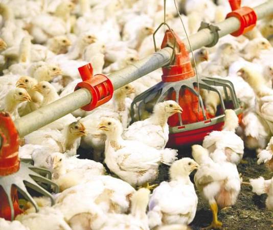 Farm animals suffer immensely cruel breeding and slaughtering conditions, with hens crammed in small wire cages that severely limit their movements. – REUTERSPIX