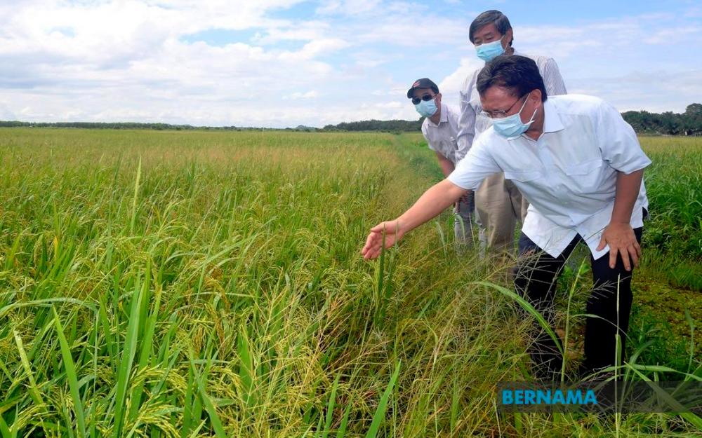 Sabah mahu wujudkan semula Lembaga Padi Sabah