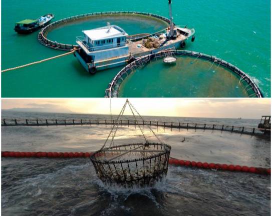 Above picture: Hainan is speeding up the development of deep-sea and far-sea aquaculture. Following picture: Golden pompanos are farmed in the deep sea around Hainan.