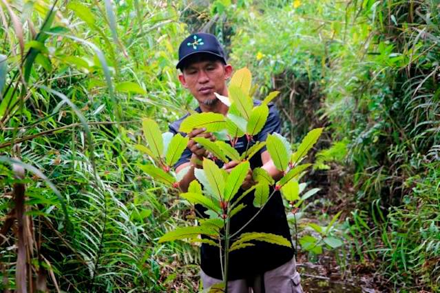 Kratom stimulates the same brain receptors as morphine, though with much milder effects. — AFP