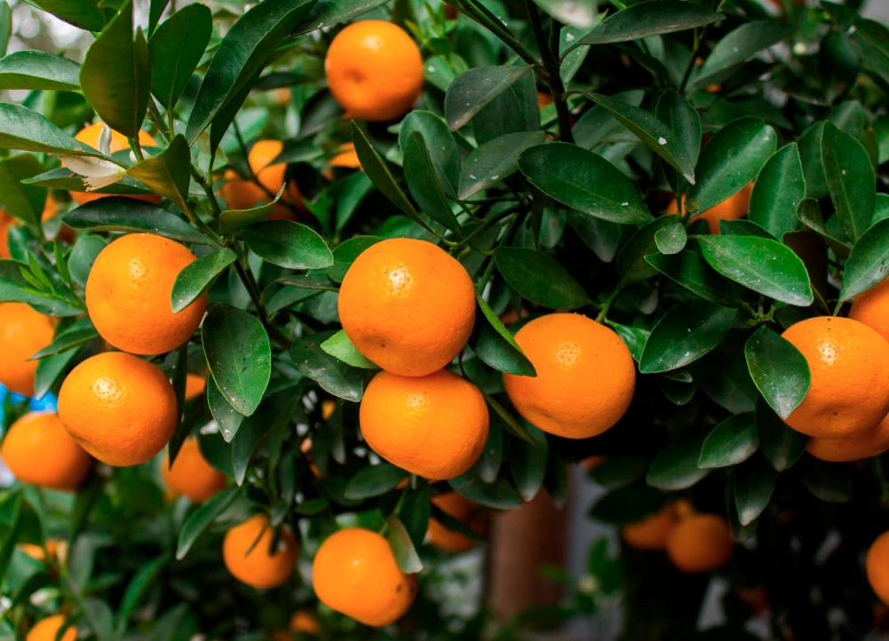 $!Placing kumquat trees in your doorway during Chinese New Year might just bring good fortune. – AFTERCLINIC