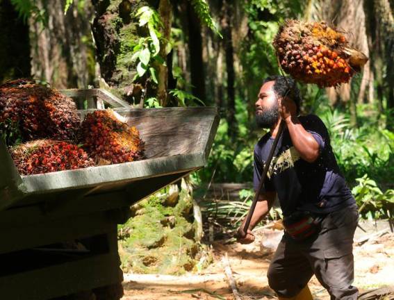 Aimi Zulhazmi said food security is an ongoing challenge, with about one-fifth of agricultural land allocated for commercial use such as oil palm plantations. - MASRY CHE ANI/THESUNpix