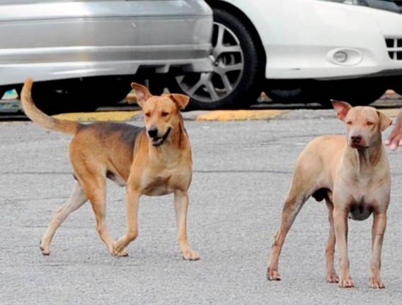 Gambar hiasan - fotoBERNAMA