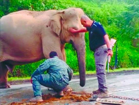 Wildlife and National Parks Department (Perhilitan) personnel trying to move the grieving mother elephant from the scene several hours after the fatal crash. – Picture courtesy of Perhilitan