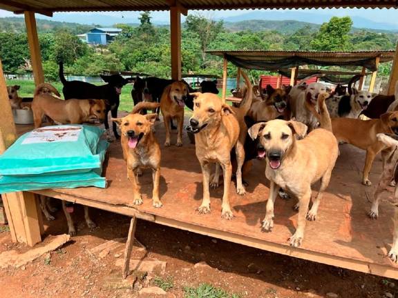 Cute, furry doggs at Furrykids Safehaven (FKSH) in Seremban, Negeri Sembilan