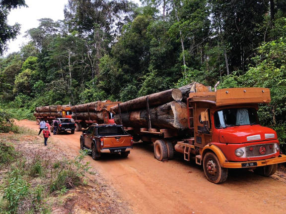 According to RimbaWatch, there are timber companies abusing weak certification systems. – BERNAMApix