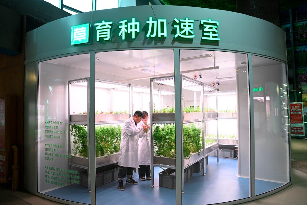 This photo taken on Nov. 4, 2024 shows a chamber for accelerated seed breeding at M-Grass Ecological Environment (Group) Co., Ltd. in Hohhot, north China’s Inner Mongolia Autonomous Region.