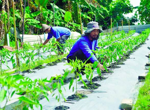 The ministry said without efficient supply chain networks or market linkages, many young agropreneurs struggle to achieve profitability or scale-up, – Masry Che Ani/theSun