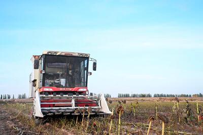 A farmer drives a harvester to harvest sunflower seeds in a field in Linhe District of Bayannur, north China’s Inner Mongolia Autonomous Region