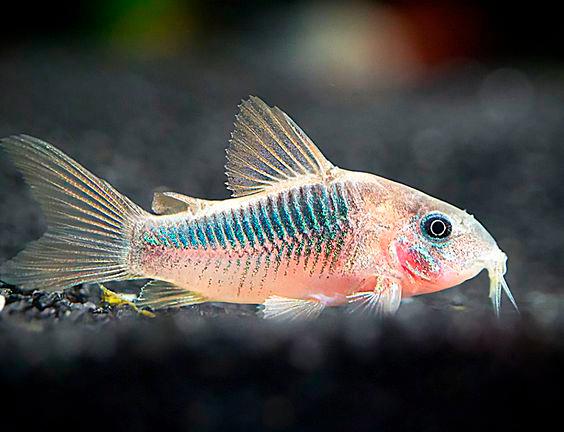 $!Corydoras catfish is known as one of the best community fish. – PEXELSPIC