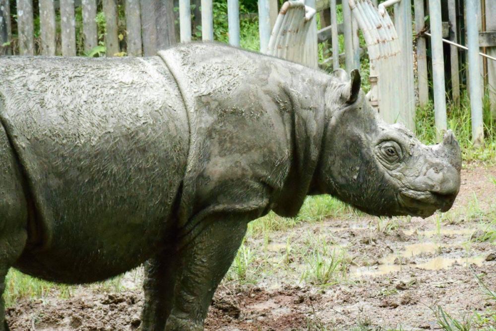 Filepix shows Tam, Malaysia’s last male Sumatran rhino that died on May 29 this year. — Reuters