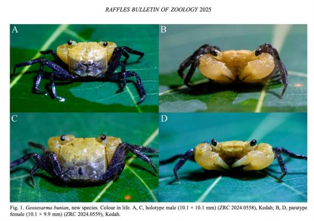 Malaysia Biodiversity Information System - MyBIS - FACEBOOKpix