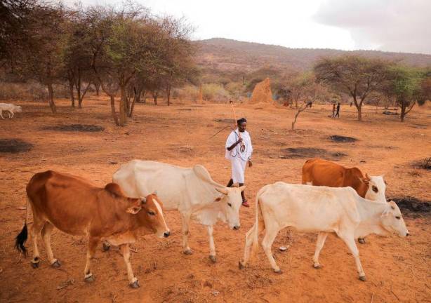 For representational purposes - Cows pix A man walks next to his cows in Arero, Ethiopia. REUTERSpix.