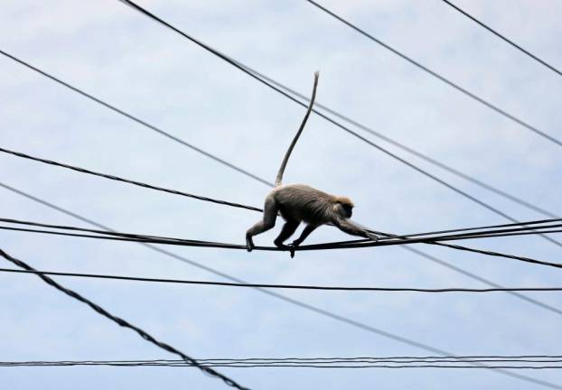 A monkey walks on main power lines on a main road in Colombo, Sri Lanka March 29, 2016. - REUTERS/Dinuka Liyanawatte/File Photo