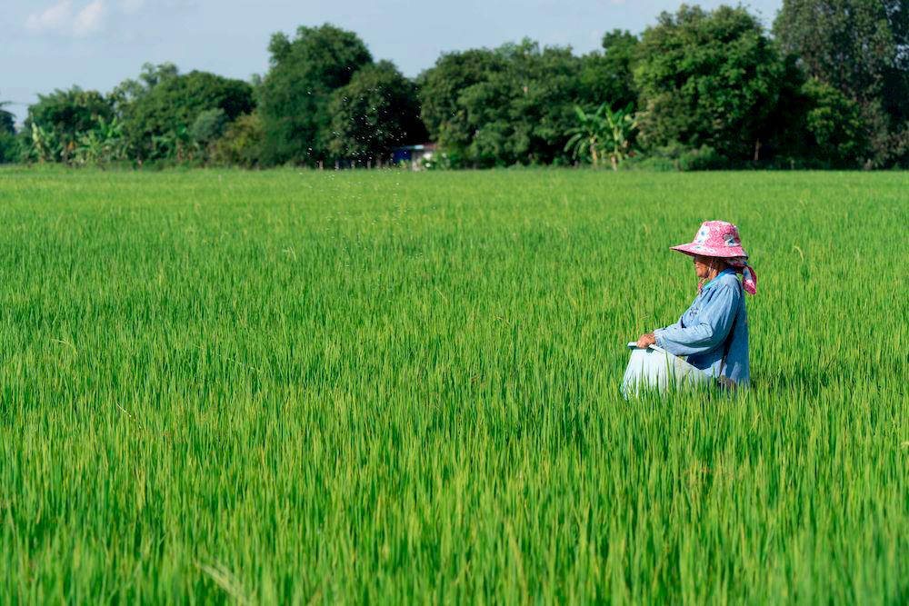 DFI Retail Group launches Low-Carbon Rice Pilot Programme in Thailand