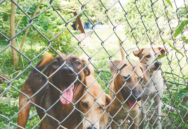 All of these incidents - culling dogs, torturing monkeys and bulldozing habitats - reflect a singular truth: when human convenience collides with animal survival, we have made it clear who must retreat or perish. – MASRY CHE ANI/THESUN