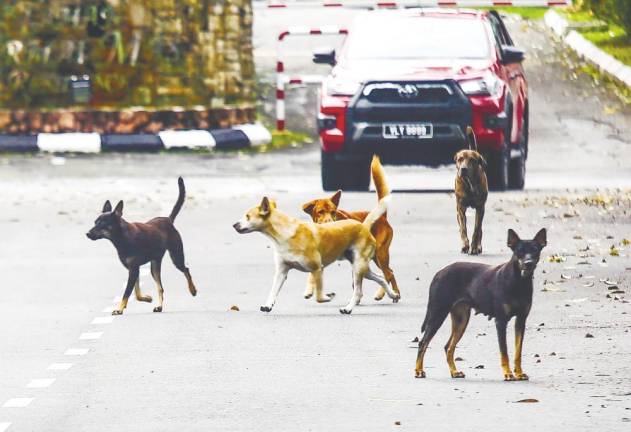 Nor-Alimah said a huge infusion of funds into immediate control followed by eradication of infection sources, especially infected dogs, is required. – ADAM AMIR HAMZAH/THESUN