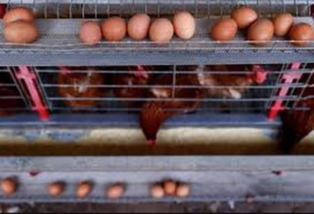 Chickens sit at a poultry farm. March 12, 2025. - REUTERSpix