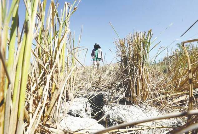 Inadequate irrigation is one of the problems facing farmers in the Kemubu Agricultural Development Authority area in Kelantan. – THESUNPIX