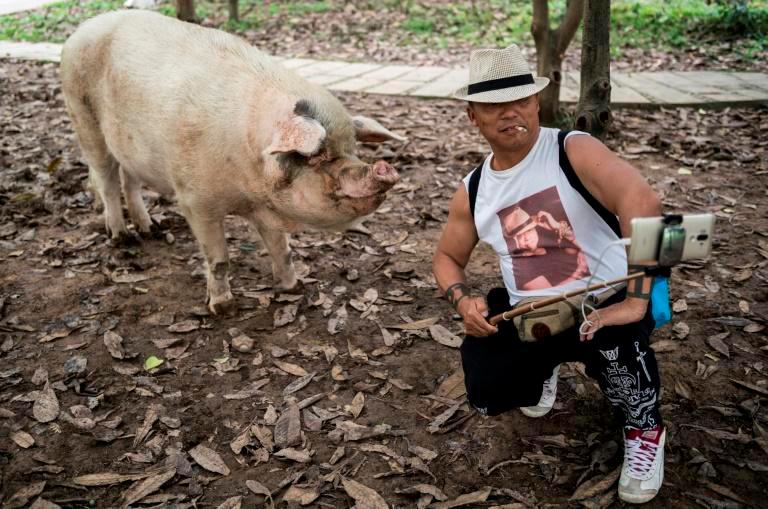 The pig was purchased by a museum and became a popular tourist attraction, seen as an inspiring symbol of the will to survive. — AFP