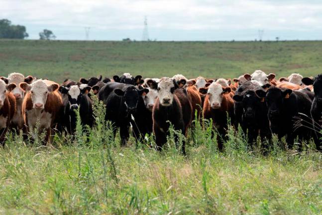 Cattle stand in a field, in Paysandu, Uruguay April 10, 2025. REUTERS/Martin Varela Umpierrez