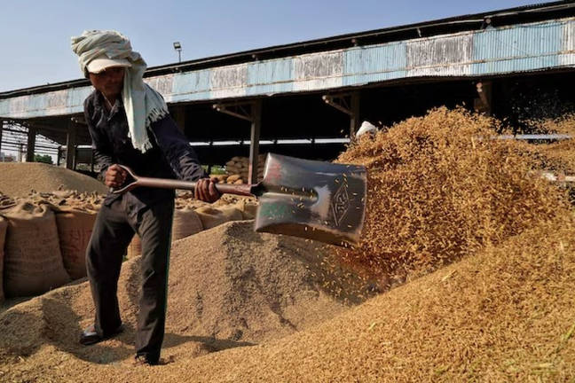 A labourer sifts unmilled rice in a grain market in Karnal in the northern state of Haryana, India, October 15, 2024. - REUTERS