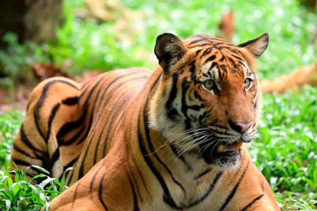 Hon said the Malayan tiger is critically endangered, with fewer than 150 animals left in the wild. - Pix courtesy of WWF