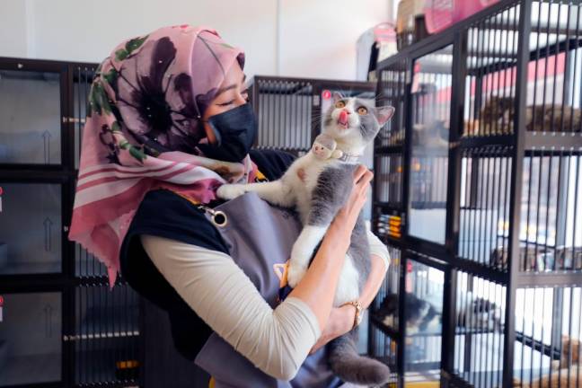 Animal lovers willingly pay up to RM200 per night to ensure their pets are cared for while they are away. - THESUNPIX