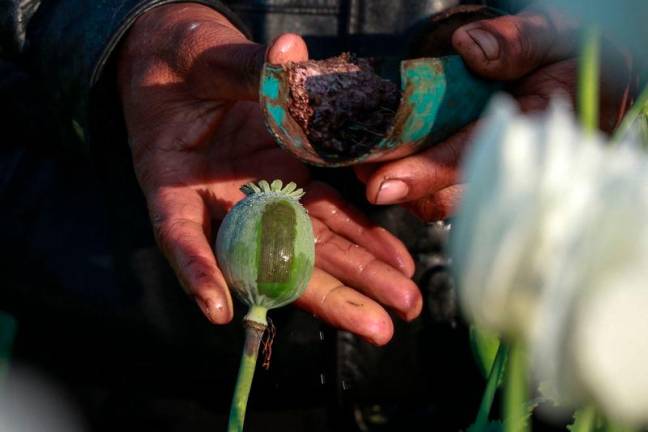 A displaced resident working to harvest the sap from poppies in an illegal poppy field for their livelihood during the fighting between Myanmar’s military and KNDF (Karenni Nationalities Defence Force) in Pekon Township, on the border of Karen State and southern Shan State. Myanmar in 2024 became the world’s largest producer of opium, harvesting 1,080 tons of the narcotic. AFPpix