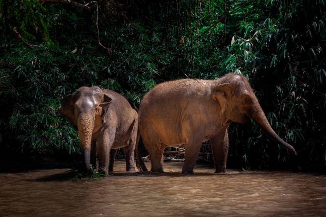 Users of the East-West Highway (JRTB) Gerik-Jeli are accustomed to seeing these majestic creatures wandering along roadsides or venturing into villages and farms. - Bernama file pic