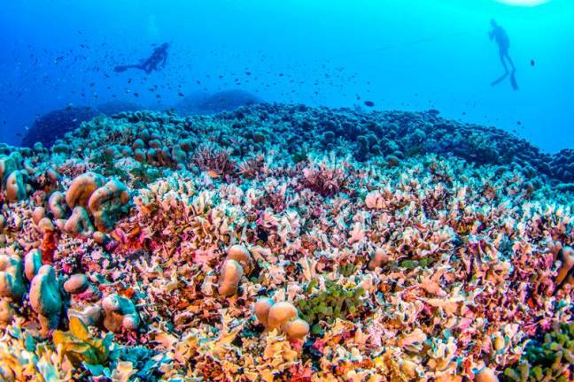 This handout photo taken by National Geographic Pristine Seas on October 24, 2024, and released on November 14, shows divers swimming over the world's largest coral located near the Pacific's Solomon Islands. Scientists say they have found the world's largest coral near the Pacific's Solomon Islands, announcing on November 14, a major discovery pulsing with life and colour. - AFP PHOTO / NATIONAL GEOGRAPHIC PRISTINE SEAS